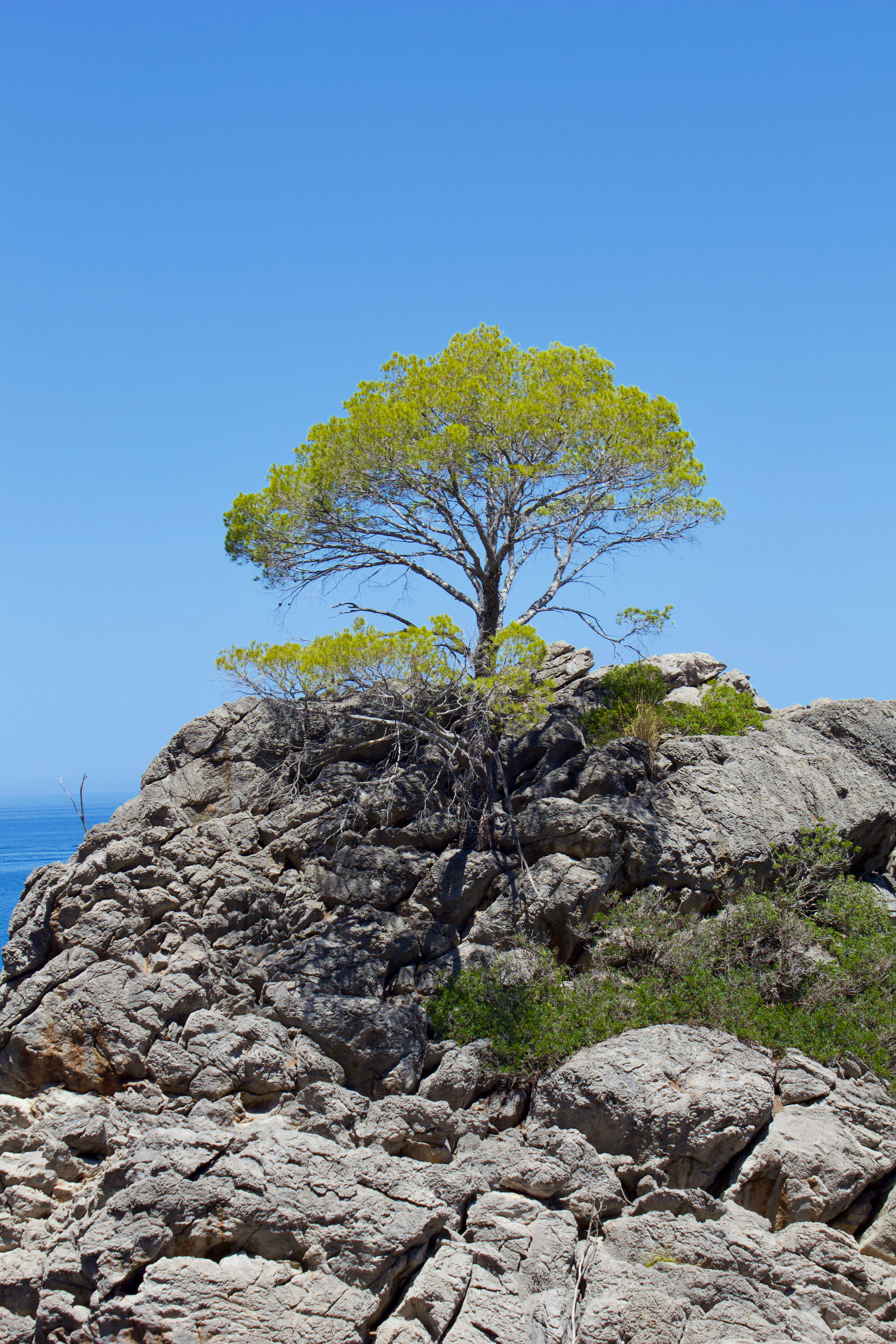 Greek tree