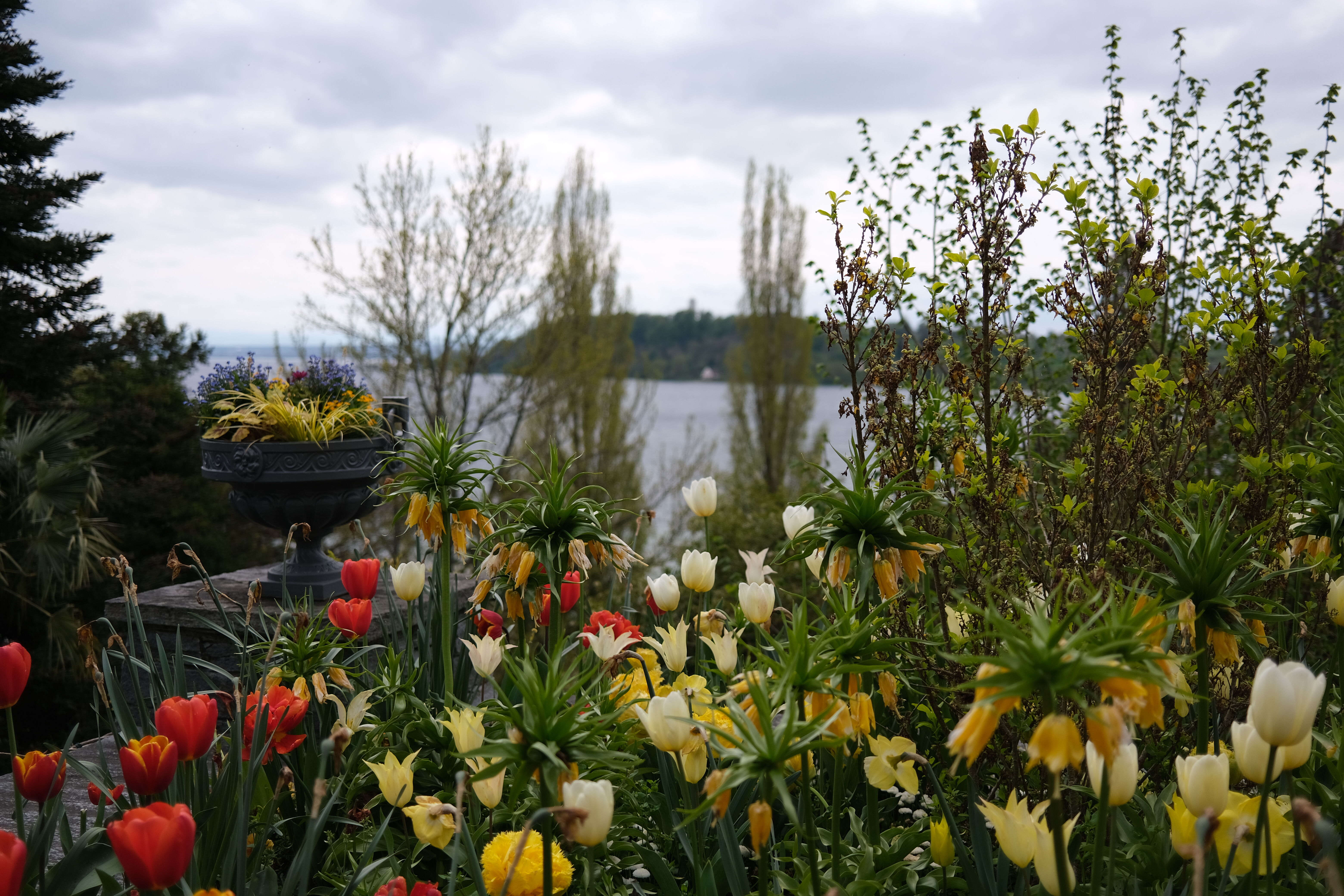 Lindau Flowers