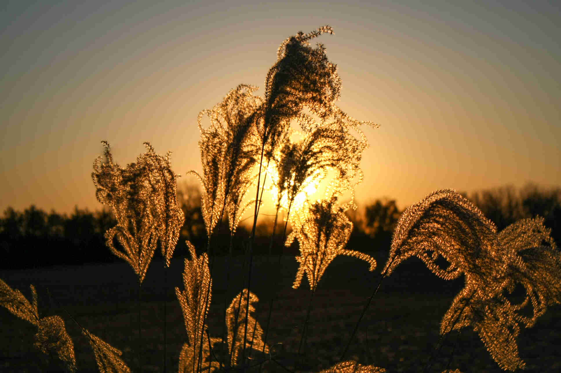 Sunset over field