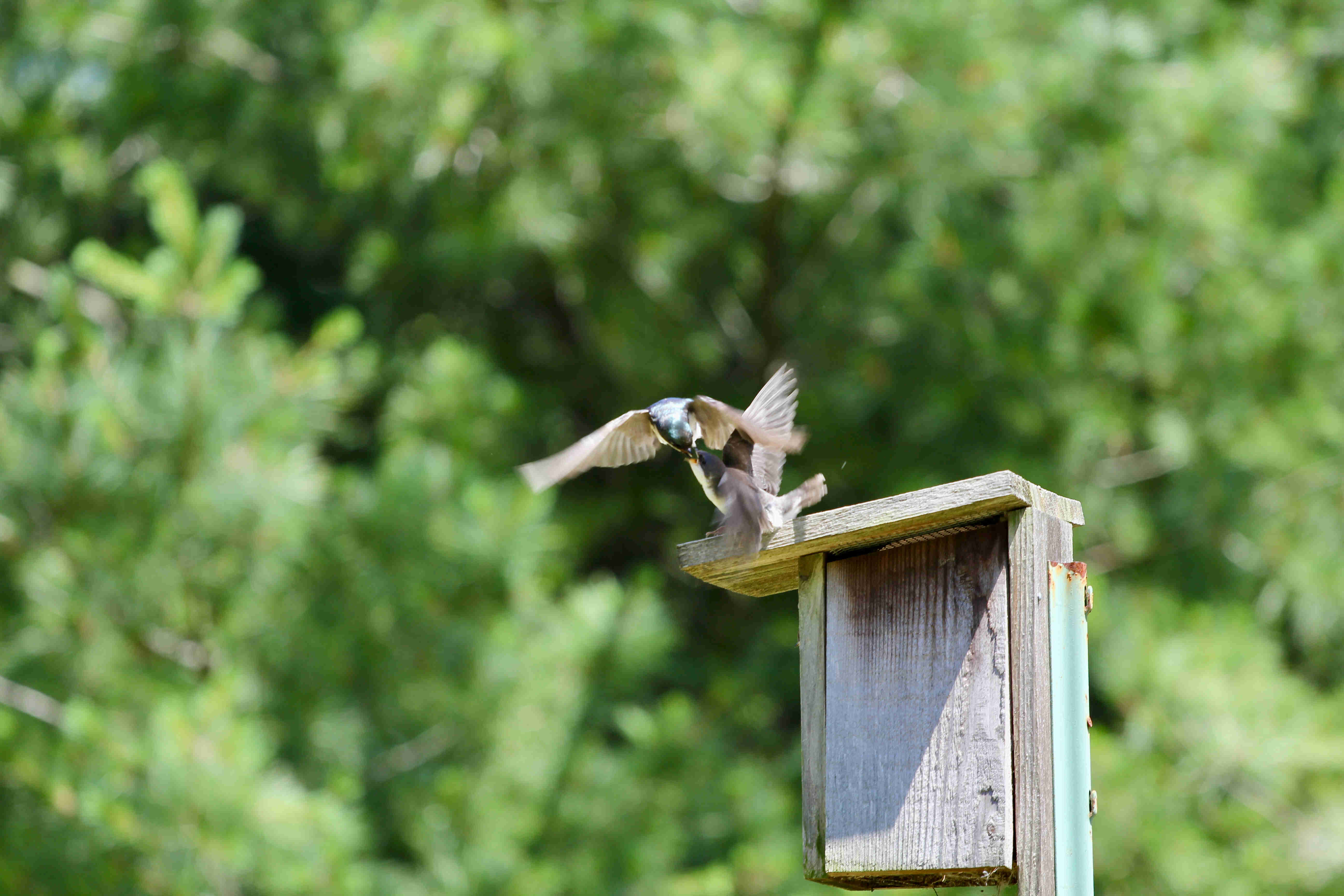 Birds feeding