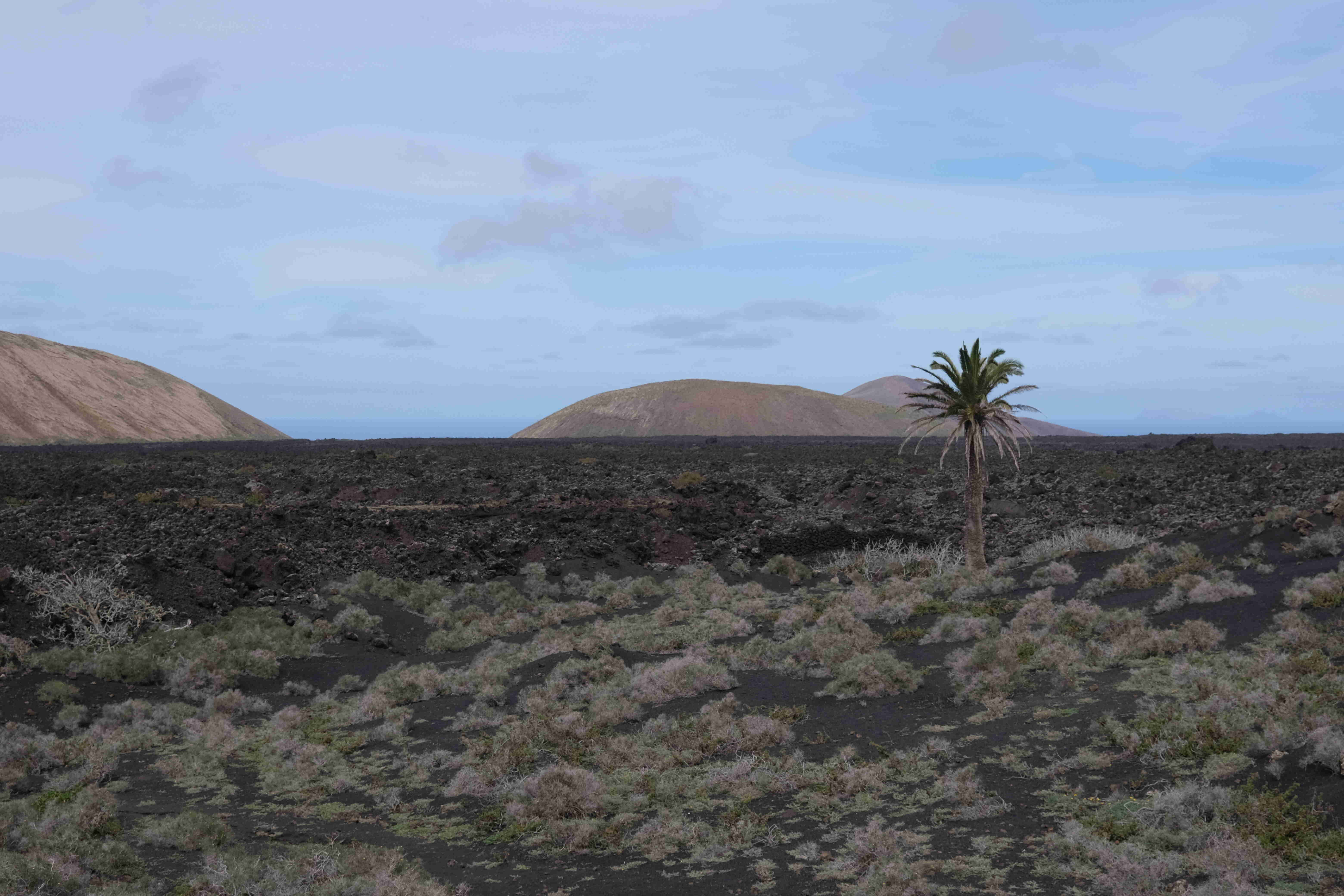 Lonely Palm